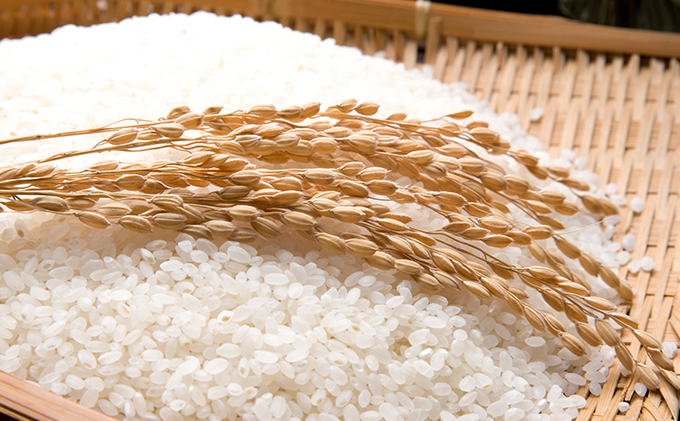 【令和7年度産】手取りのすず風米こしひかり　白米5kg 