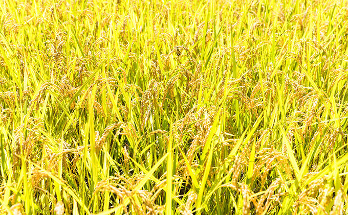 縲蝉サ、蜥7蟷エ蠎ヲ逕」縲第焔蜿悶j縺ョ縺吶★鬚ィ邀ウ縺薙@縺イ縺九j縲逋ス邀ウ10kg