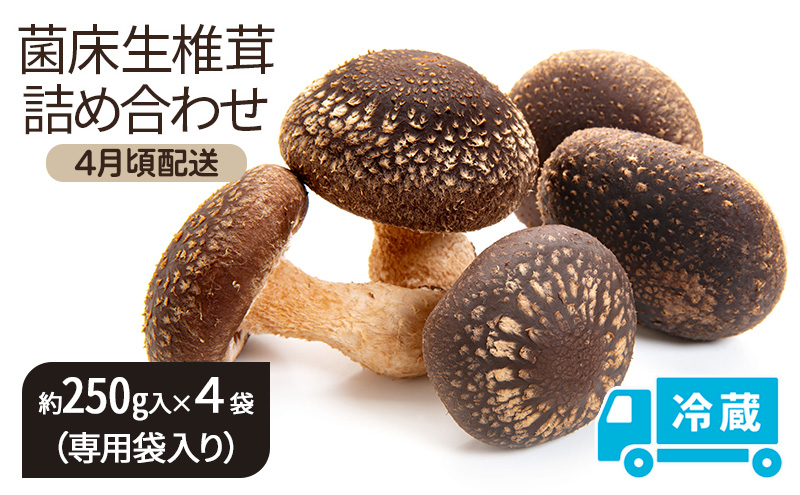 【4月頃配送】菌床生椎茸詰め合わせ しいたけ 生しいたけ きのこ 冷蔵 川北町