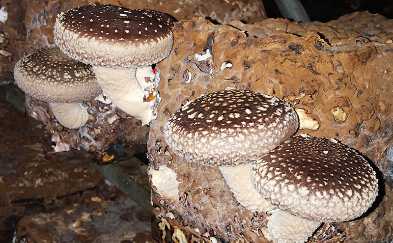 【4月頃配送】菌床生椎茸詰め合わせ しいたけ 生しいたけ きのこ 冷蔵 川北町