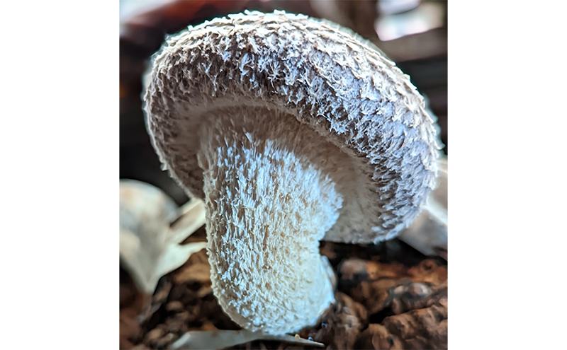 【4月頃配送】菌床生椎茸詰め合わせ しいたけ 生しいたけ きのこ 冷蔵 川北町