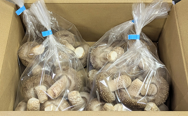 【4月頃配送】菌床生椎茸詰め合わせ しいたけ 生しいたけ きのこ 冷蔵 川北町