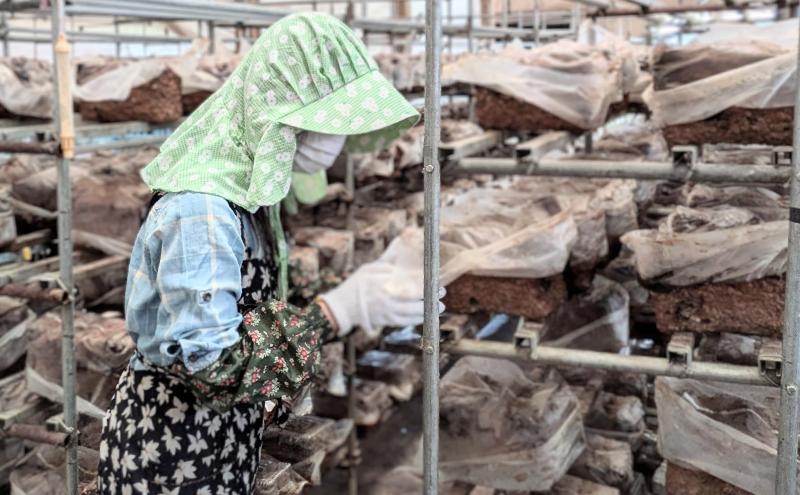 【4月頃配送】菌床生椎茸詰め合わせ しいたけ 生しいたけ きのこ 冷蔵 川北町