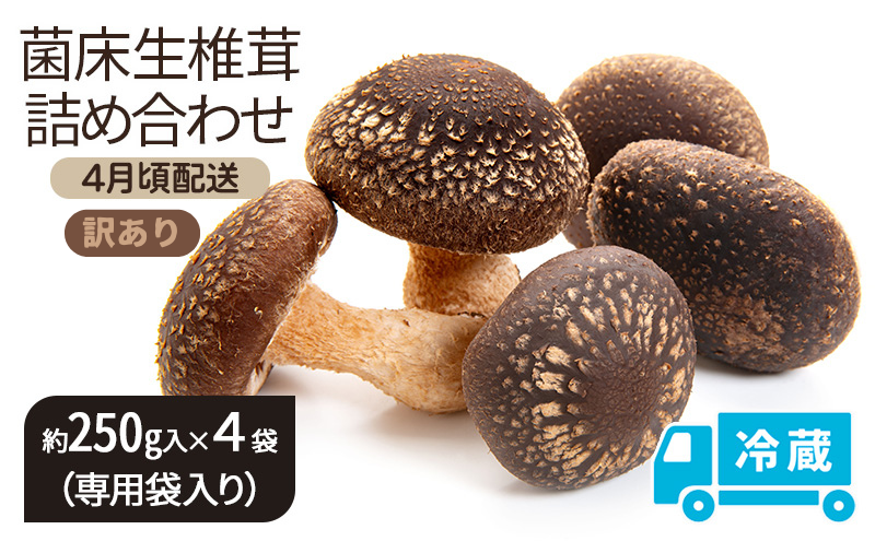 訳あり【4月頃配送】菌床生椎茸詰め合わせ しいたけ 生しいたけ きのこ 冷蔵 川北町