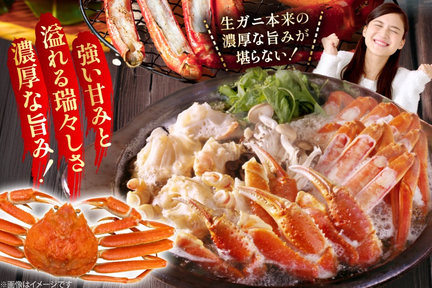 カニ 訳あり 朝どれ生紅ズワイガニ 2〜4尾 計1.5kg以上 (1尾サイズ：500g〜1kg以上) [JF西海 石川県 志賀町 sk17jkf30064] かに 蟹 紅ズワイ 紅ズワイガニ 生 ズワイ ずわい ずわい蟹 ズワイガニ 姿 カニ鍋 カニしゃぶ カニ爪 規格外 足折れ 魚介 海産物 能登