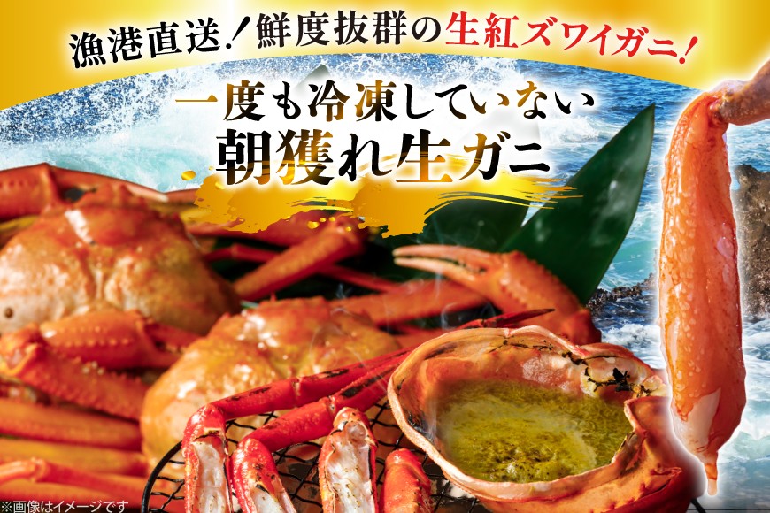 カニ 訳あり 朝どれ生紅ズワイガニ 2〜4尾 計1.5kg以上 (1尾サイズ：500g〜1kg以上) [JF西海 石川県 志賀町 sk17jkf30064] かに 蟹 紅ズワイ 紅ズワイガニ 生 ズワイ ずわい ずわい蟹 ズワイガニ 姿 カニ鍋 カニしゃぶ カニ爪 規格外 足折れ 魚介 海産物 能登