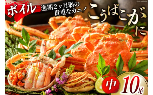 【期間限定発送】【能登半島 漁協直送！】ボイル済 香箱ガニ 10尾[JF西海 石川県 志賀町 AM4228] 蟹 カニ かに ズワイガニ セコガニ メス 内子