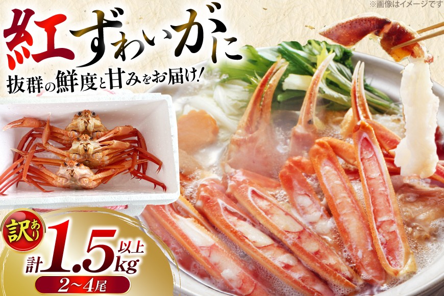 カニ 訳あり 朝どれ生紅ズワイガニ 2〜4尾 計1.5kg以上 (1尾サイズ：500g〜1kg以上) [JF西海 石川県 志賀町 sk17jkf30064] かに 蟹 紅ズワイ 紅ズワイガニ 生 ズワイ ずわい ずわい蟹 ズワイガニ 姿 カニ鍋 カニしゃぶ カニ爪 規格外 足折れ 魚介 海産物 能登