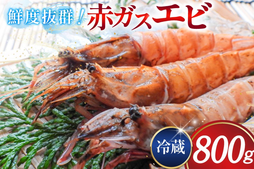 超甘！赤ガスエビ 冷蔵 800g [小川水産 石川県 志賀町 CM6001] ガスエビ ガス海老 がすえび トゲザコエビ