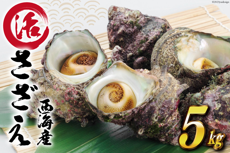 【能登半島 漁協直送！】活 サザエ 計 5kg 前後[JF西海 石川県 志賀町 AM4235] さざえ サザエ  魚介 海鮮 浜焼き つぼ焼き バーベキュー