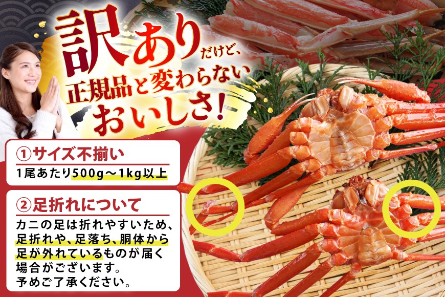 カニ 訳あり 朝どれ生紅ズワイガニ 2〜4尾 計1.5kg以上 (1尾サイズ：500g〜1kg以上) [JF西海 石川県 志賀町 sk17jkf30064] かに 蟹 紅ズワイ 紅ズワイガニ 生 ズワイ ずわい ずわい蟹 ズワイガニ 姿 カニ鍋 カニしゃぶ カニ爪 規格外 足折れ 魚介 海産物 能登