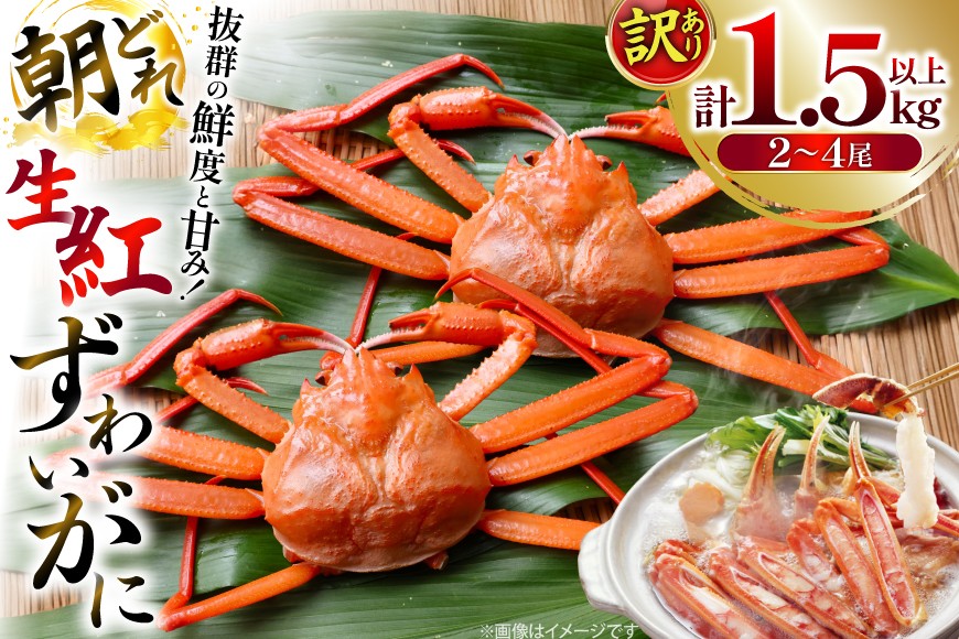 カニ 訳あり 朝どれ生紅ズワイガニ 2〜4尾 計1.5kg以上 (1尾サイズ：500g〜1kg以上) [JF西海 石川県 志賀町 sk17jkf30064] かに 蟹 紅ズワイ 紅ズワイガニ 生 ズワイ ずわい ずわい蟹 ズワイガニ 姿 カニ鍋 カニしゃぶ カニ爪 規格外 足折れ 魚介 海産物 能登