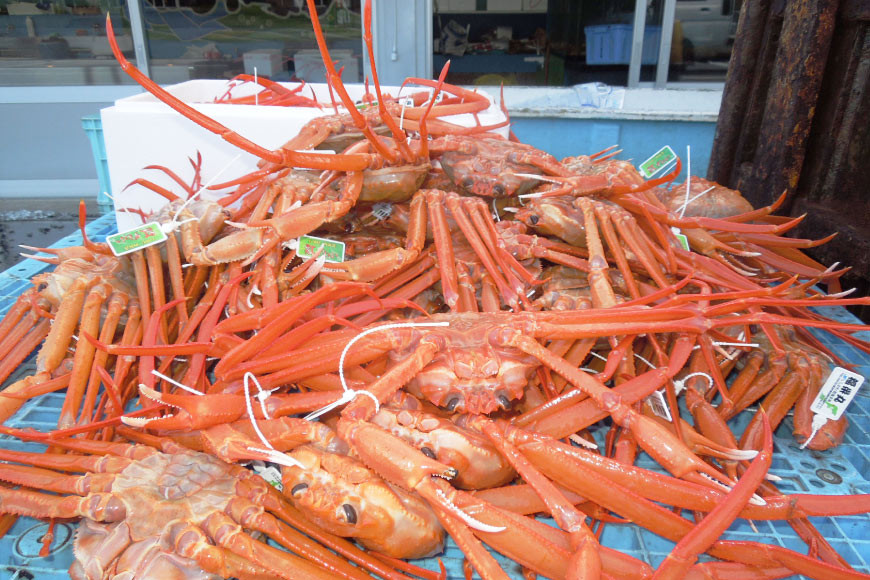 【能登半島 漁協直送】 活紅ズワイガニ (特大サイズ) 3尾（合計３kg前後） [JF西海 石川県 志賀町 AM4222] 蟹 カニ かに ズワイガニ ずわいがに 