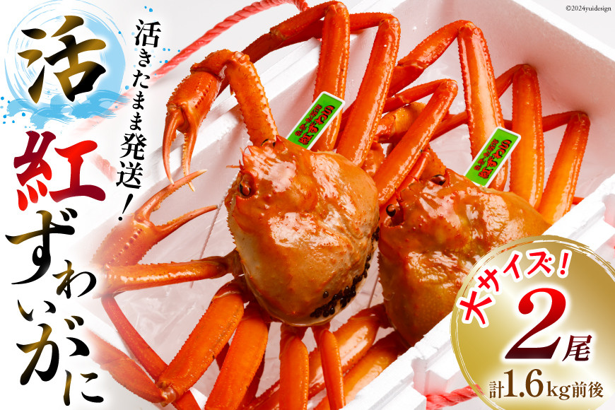 【能登半島 漁協直送】 活 紅ずわいがに 2尾（大サイズ）（計1.6kg前後） [JF西海 石川県 志賀町 AM4220] 蟹 カニ かに ずわいがに