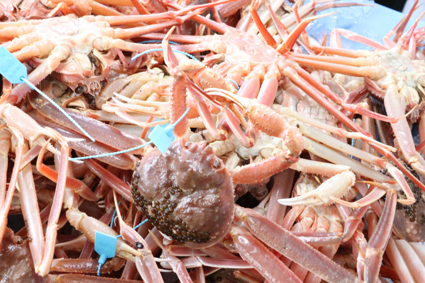 【能登半島 漁協直送！】活 加能ガニ 2尾 (大サイズ) 計 1.4kg 前後[JF西海 石川県 志賀町 AM4226] 蟹 カニ かに 本ズワイ 