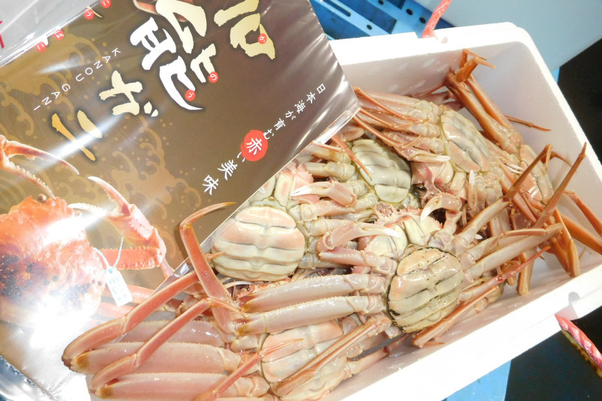 【期間限定発送】【能登半島 漁協直送！】ボイル済 香箱ガニ 10尾[JF西海 石川県 志賀町 AM4228] 蟹 カニ かに ズワイガニ セコガニ メス 内子