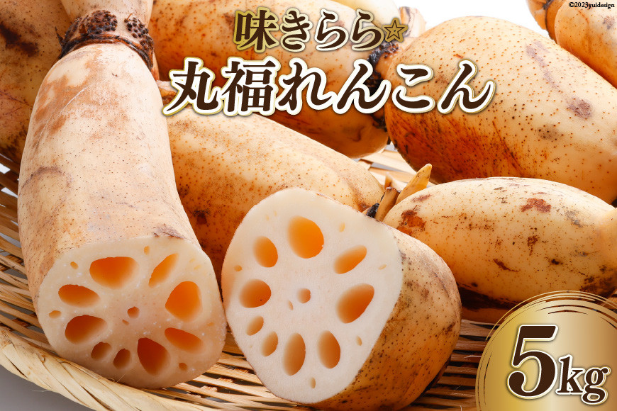 味きらら☆丸福れんこん（5kg） [福田農園 石川県 志賀町 CE1007] 野菜 根菜 レンコン 産地直送 冬野菜 シャキシャキ