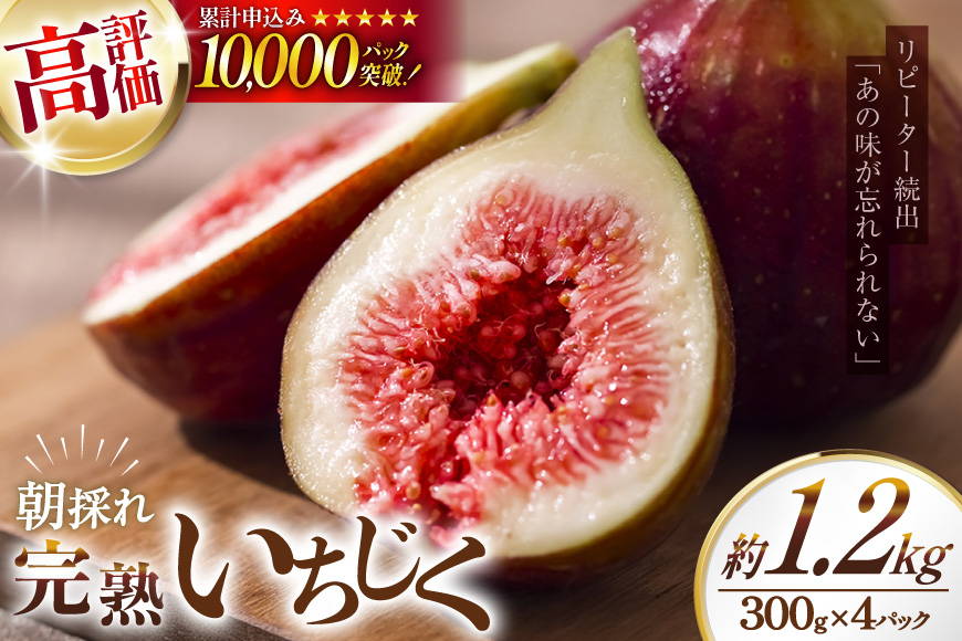 【期間限定発送】 いちじく 生 完熟 約1.2kg (300g×4パック) [モアショップヤマモト 石川県 宝達志水町 38600615] 果物 くだもの フルーツ イチジク 無花果 期間限定 朝採れ