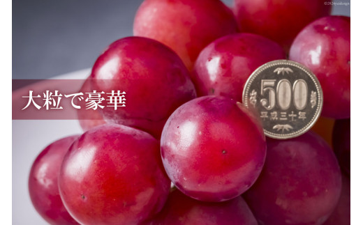 【期間限定発送】 超高級 ぶどう ルビーロマン 1房 約500g 化粧箱入 [モアショップヤマモト 石川県 宝達志水町 38601385] ブドウ 葡萄 ギフト 贈答用 贈答 果物 くだもの フルーツ 贈答品 美味しい 甘い 大粒 石川