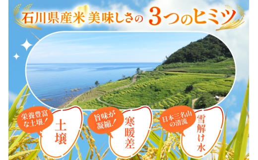 米 定期便 石川米こしひかり【穂立】5kg×3回 総計15kg [中橋商事 石川県 宝達志水町 38601207] コシヒカリ お米 コメ 3ヶ月 白米 精米 おこめ こめ 能登 5kg 5キロ