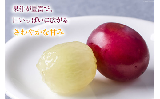 【期間限定発送】 超高級 ぶどう ルビーロマン 1房 約500g 化粧箱入 [モアショップヤマモト 石川県 宝達志水町 38601385] ブドウ 葡萄 ギフト 贈答用 贈答 果物 くだもの フルーツ 贈答品 美味しい 甘い 大粒 石川