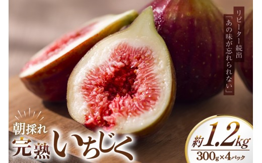 【期間限定発送】 いちじく 生 完熟 約1.2kg (300g×4パック) [モアショップヤマモト 石川県 宝達志水町 38600615] 果物 くだもの フルーツ イチジク 無花果 期間限定 朝採れ