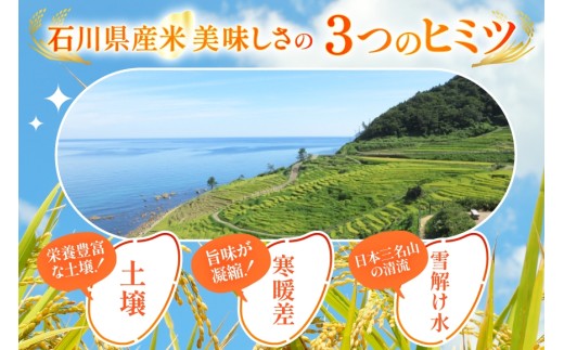 米 令和7年 無洗米 こしひかり 精米 5kg 2袋 計 10kg [中橋商事 石川県 宝達志水町 38601205] お米 こめ コメ 令和7年産 コシヒカリ 白米 ごはん ご飯 5キロ 10キロ 時短 むせんまい 能登 石川