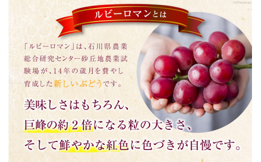 【期間限定発送】 超高級 ぶどう ルビーロマン 1房 約500g 化粧箱入 [モアショップヤマモト 石川県 宝達志水町 38601385] ブドウ 葡萄 ギフト 贈答用 贈答 果物 くだもの フルーツ 贈答品 美味しい 甘い 大粒 石川