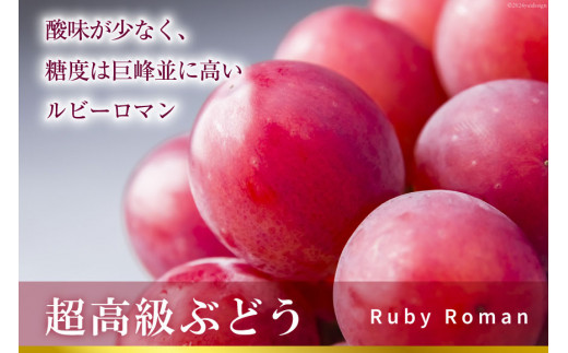 【期間限定発送】 超高級 ぶどう ルビーロマン 1房 約500g 化粧箱入 [モアショップヤマモト 石川県 宝達志水町 38601385] ブドウ 葡萄 ギフト 贈答用 贈答 果物 くだもの フルーツ 贈答品 美味しい 甘い 大粒 石川
