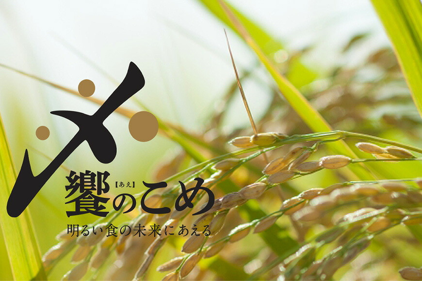 【期間限定発送】 米 令和7年 2kg ×4種 計 8kg 精米 食べ比べ [中橋商事 石川県 宝達志水町 38601091] こしひかり コシヒカリ お米 石川 こめ コメ 白米 10キロ ゆめみづほ ひゃくまん穀 つきあかり