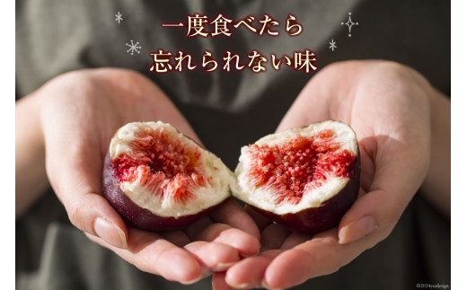 【期間限定発送】 いちじく 生 完熟 約1.2kg (300g×4パック) [モアショップヤマモト 石川県 宝達志水町 38600615] 果物 くだもの フルーツ イチジク 無花果 期間限定 朝採れ