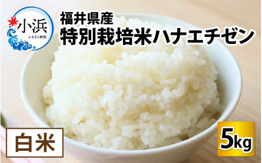 【令和6年産】【9月中発送可】福井県産　特別栽培米ハナエチゼン(白米)5kg [BFAG005]
