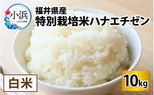 【令和6年産】【9月中発送可】福井県産　特別栽培米ハナエチゼン(白米)10kg [BFAG006]