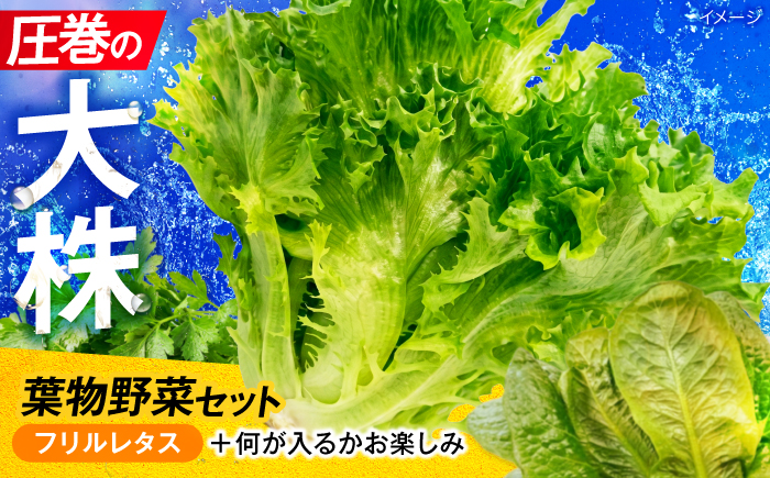 ツバキベジムーブの野菜セット フリルレタスと何が入るかお楽しみ /サラダ レタス 葉野菜 サンドイッチ 小浜市 / ツバキベジムーブ【配送不可地域：北海道・沖縄・離島】 [BFEP001]
