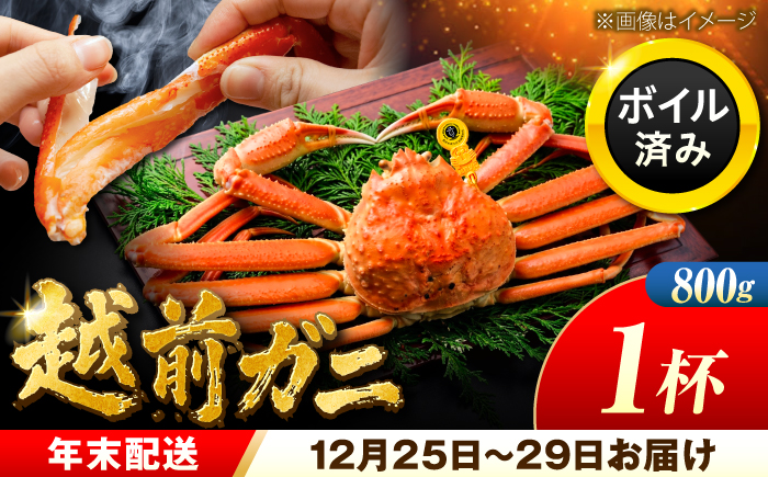 【先行予約/12月25日より順次発送】【年末希望】越前がに 800ｇ×1杯 ズワイガニ ずわいがに ボイル 冷蔵 小浜市 / まるほ商店 【配送不可地域：北海道・沖縄・離島】[BFCS039]