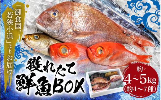 御食の国 若狭小浜より！獲れたて鮮魚BOX｜4〜5kg 4〜7種  【配送不可地域：北海道、北東北（秋田、青森、岩手）、九州、沖縄、離島】  [BFAA060]