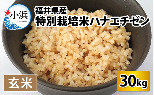 【令和6年産】【9月中発送可】福井県産　特別栽培米ハナエチゼン(玄米)30kg [BFAG007]