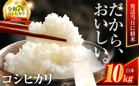 【通常発送】小浜市産コシヒカリ 精米 10kg 若狭の自然が育てたごはん 国産米 福井県 / 白米  地域密着 米問屋 小浜市 / 梅田東米穀店 [BFEK001]