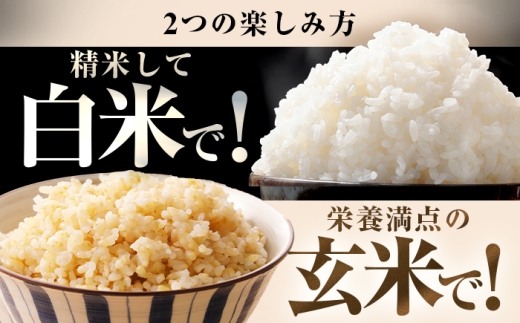 【11月発送】 福井県産 コシヒカリ 玄米 10kg 一等級 /甘みと粘りが自慢 王道米 こしひかり 小浜市 / 若狭ふれいあい市場 [BFEL012]