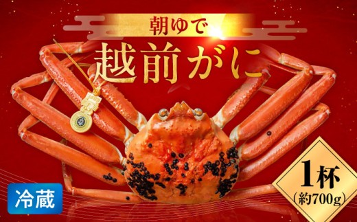 朝ゆで 越前がに1杯　【700g】 / ずわいがに 蟹 ズワイガニ 小浜市 / 小浜海産物 【配送不可地域：北海道・沖縄・離島】  [BFAA001]