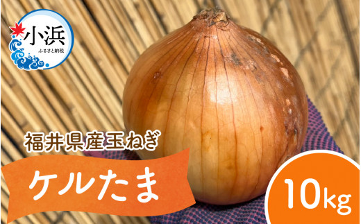 【 先行予約 / 7月上旬より発送】 福井県産 玉ねぎ ケルたま 10kg / 野菜 やさい タマネギ / 小浜市 たまねぎ / 今富の宝 [BFCI001]