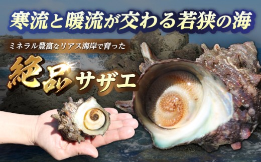 先行予約 2026年6月発送 サザエ 天然 活サザエ 2kg 15〜30個 朝獲れ BBQ 【期間限定】【配送不可地域：北海道・沖縄・離島】 小浜市 / 桝屋商店 [BFAO015] 
