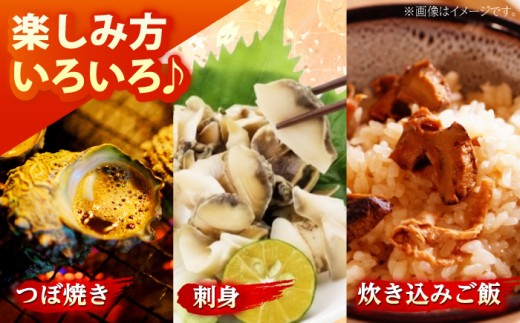 先行予約 2026年6月発送 サザエ 天然 活サザエ 2kg 15〜30個 朝獲れ BBQ 【期間限定】【配送不可地域：北海道・沖縄・離島】 小浜市 / 桝屋商店 [BFAO015] 