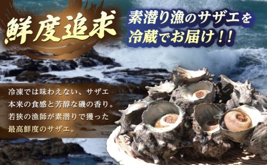 先行予約 2026年6月発送 サザエ 天然 活サザエ 2kg 15〜30個 朝獲れ BBQ 【期間限定】【配送不可地域：北海道・沖縄・離島】 小浜市 / 桝屋商店 [BFAO015] 