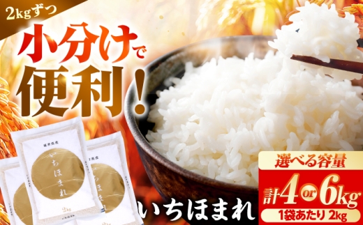 【いちほまれ 2kg×3袋】福井県産 いちほまれ 2kg×3袋 合計6kg 福井県 ブランド米 / 白米 精米 甘みとつや 小浜市 / シマダ農園 [BFAV014]