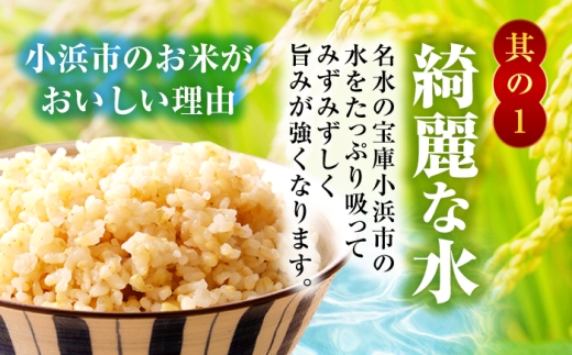 【11月発送】 福井県産 コシヒカリ 玄米 10kg 一等級 /甘みと粘りが自慢 王道米 こしひかり 小浜市 / 若狭ふれいあい市場 [BFEL012]