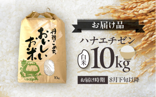 【令和8年産 新米】 【先行予約 / 8月下旬より順次発送 】 ハナエチゼン 白米 10kg / 米 お米 精米 小浜市 / 北川博司 [BFDG004]