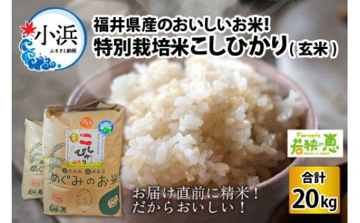 【令和6年産】 福井県産 特別栽培米 こしひかり 玄米 10kg × 2袋 若狭の恵 [BFAG029]