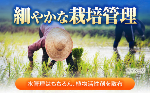 【令和8年産 新米】 【 先行予約 /9月中旬から発送】　福井県産 ラクト農法 コシヒカリ 白米 10kg / 米 お米 精米 国産米   / 小浜市 / 北川博司 [BFDG006]