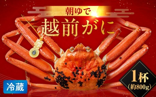 朝ゆで 越前がに1杯　【800g】 / ずわいがに 蟹 ズワイガニ 小浜市 / 小浜海産物 【配送不可地域：北海道・沖縄・離島】  [BFAA002]